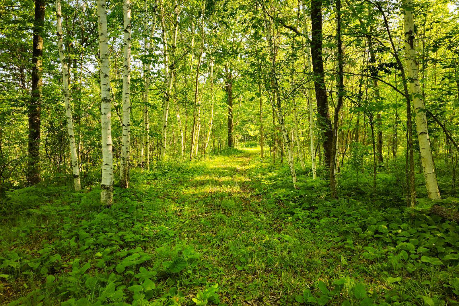 21.7 Acres of Recreational Land for Sale in Milaca, Minnesota
