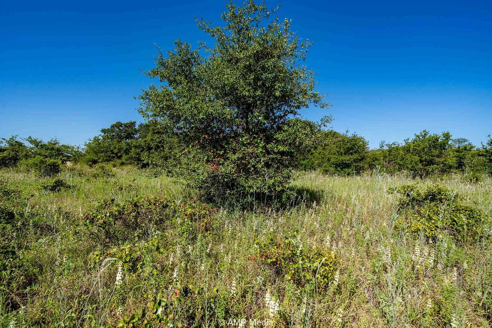 7.5 Acres of Residential Land for Sale in Rising Star, Texas