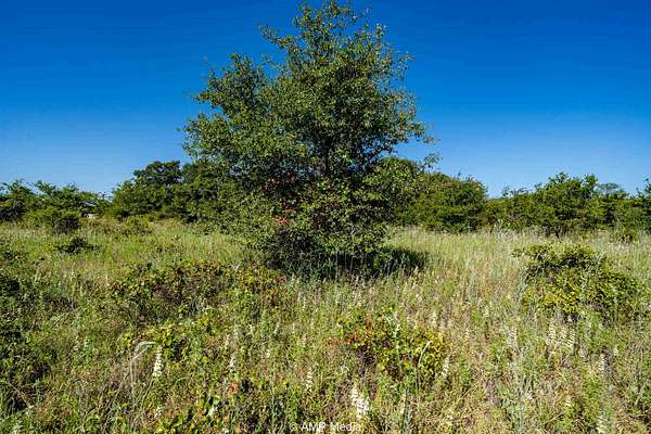 7.5 Acres of Residential Land for Sale in Rising Star, Texas