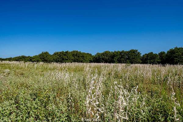 5 Acres of Land for Sale in Rising Star, Texas