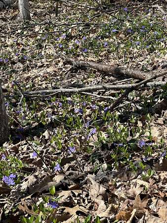 1.32 Acres of Land for Sale in Presque Isle, Michigan