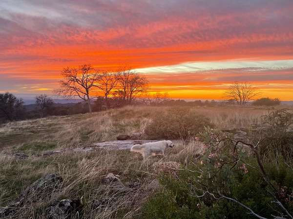 12.4 Acres of Land for Sale in Coarsegold, California