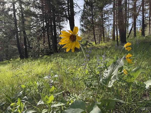 5.28 Acres of Land for Sale in Waha, Idaho