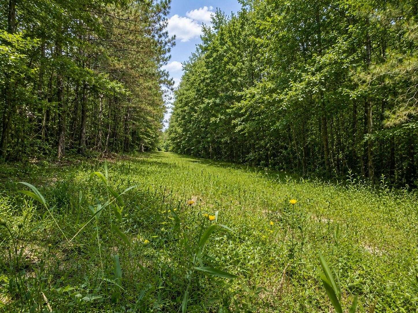 Residential Land for Sale in Millport, Alabama