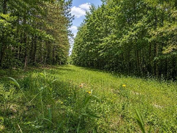 Residential Land for Sale in Millport, Alabama