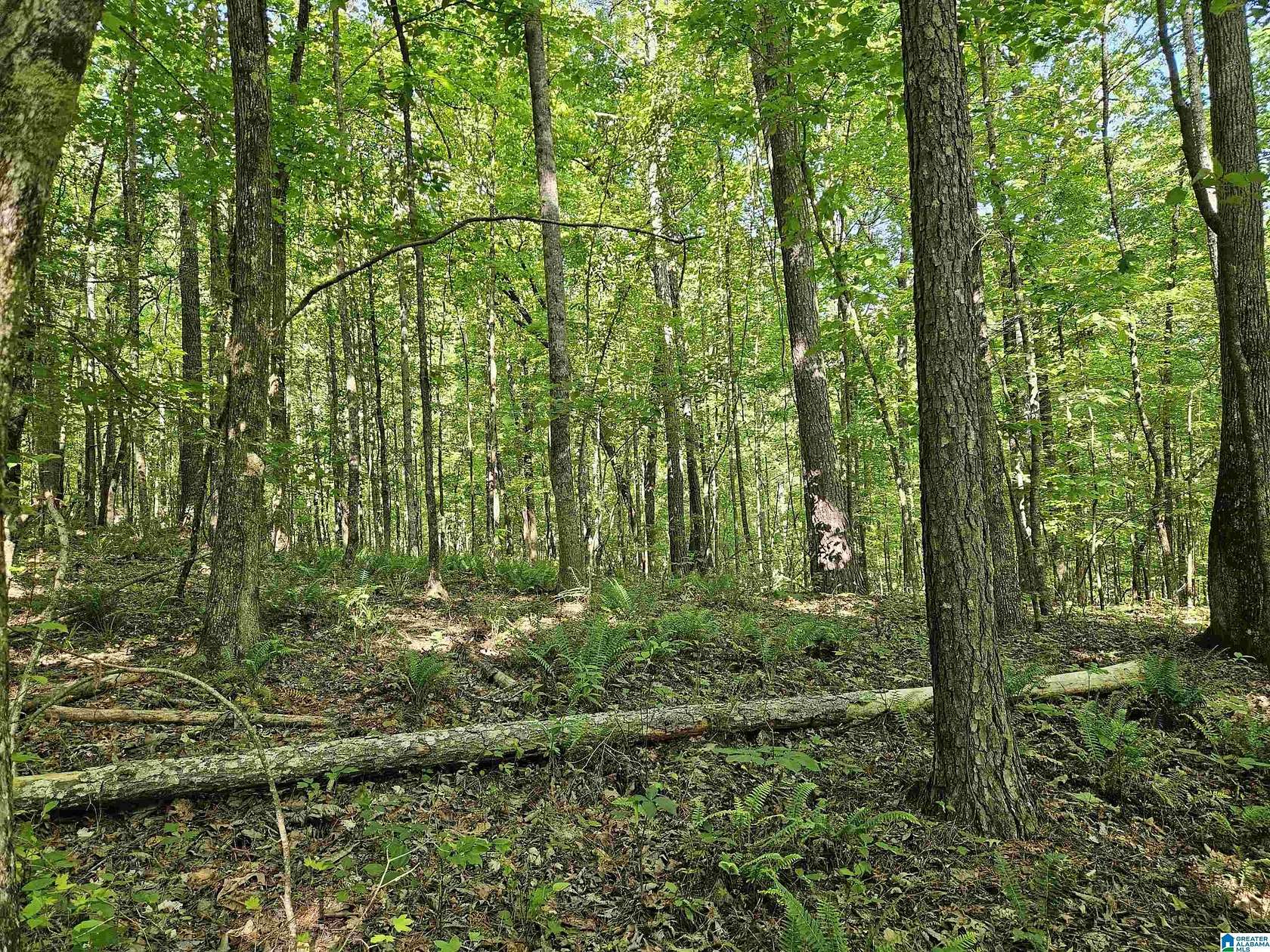 35.6 Acres of Recreational Land for Sale in Springville, Alabama