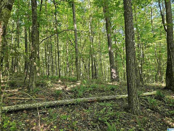35.6 Acres of Recreational Land for Sale in Springville, Alabama