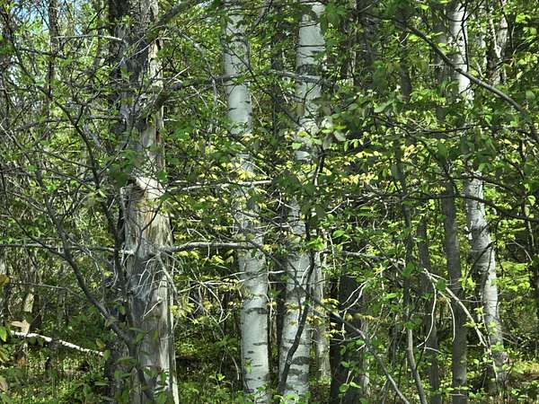 54 Acres of Recreational & Residential Land for Sale in Brimley, Michigan