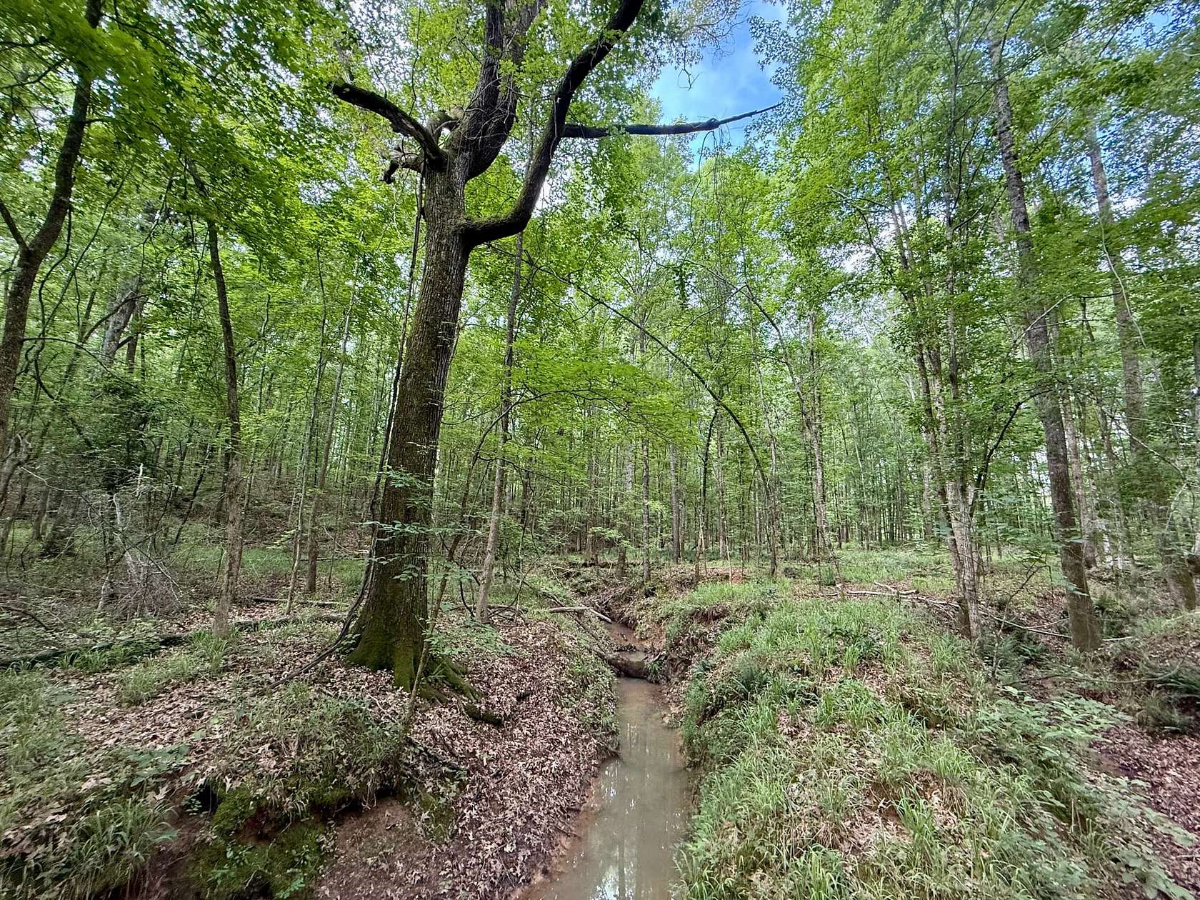 33 Acres of Recreational Land for Sale in Butler, Georgia