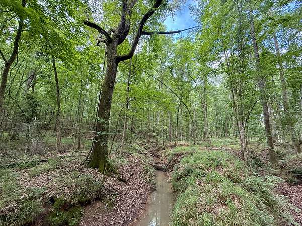 33 Acres of Recreational Land for Sale in Butler, Georgia