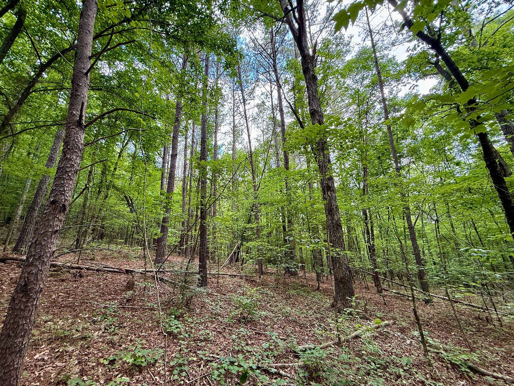 20 Acres of Recreational Land for Sale in Bremen, Alabama