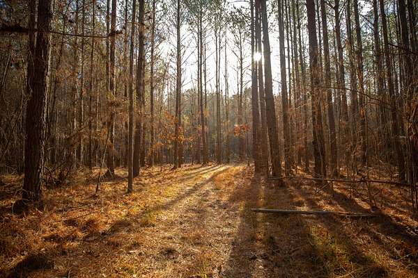 76 Acres of Recreational Land for Sale in Sturgis, Mississippi