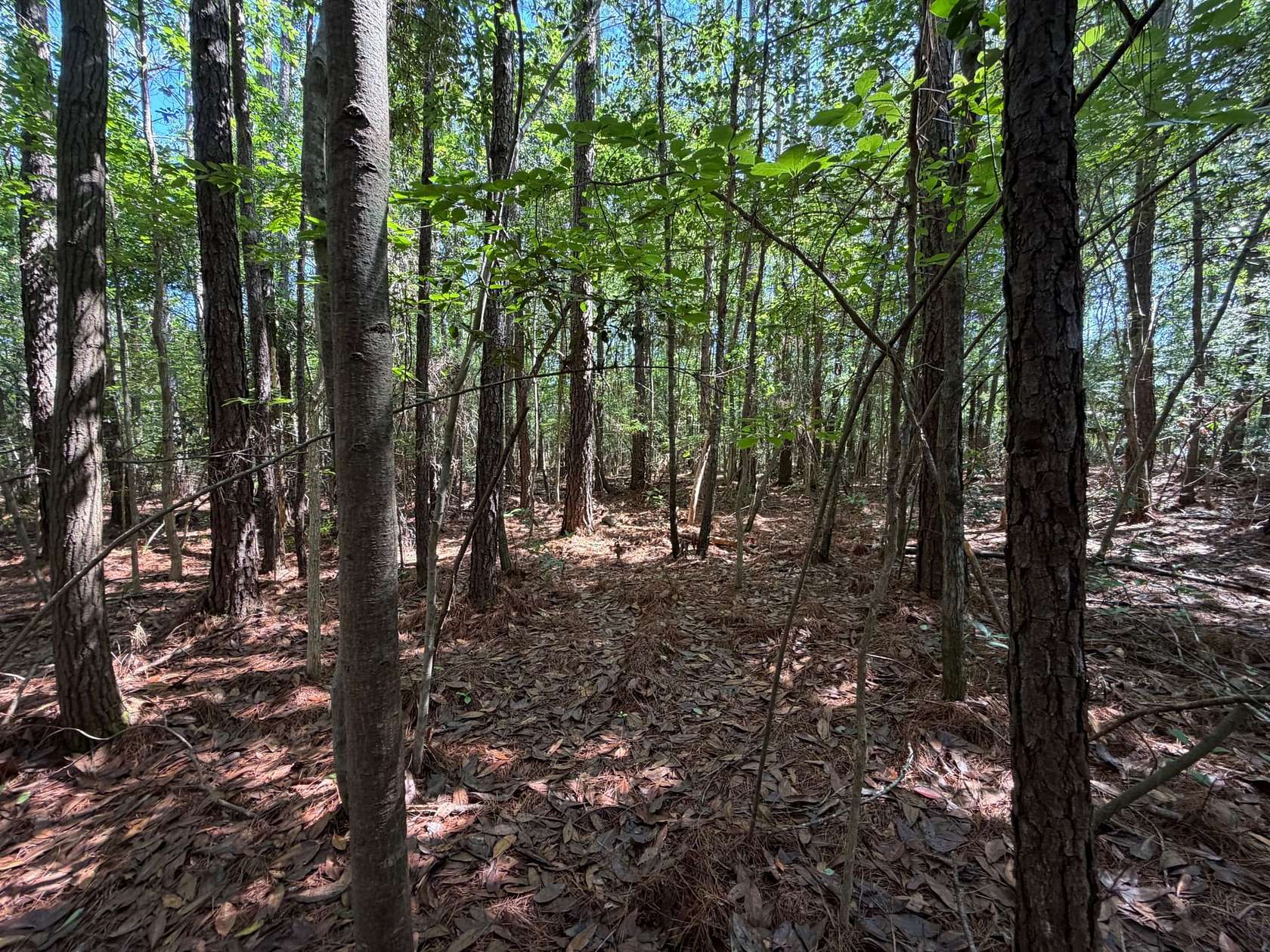 171 Acres of Land for Sale in Conway, South Carolina
