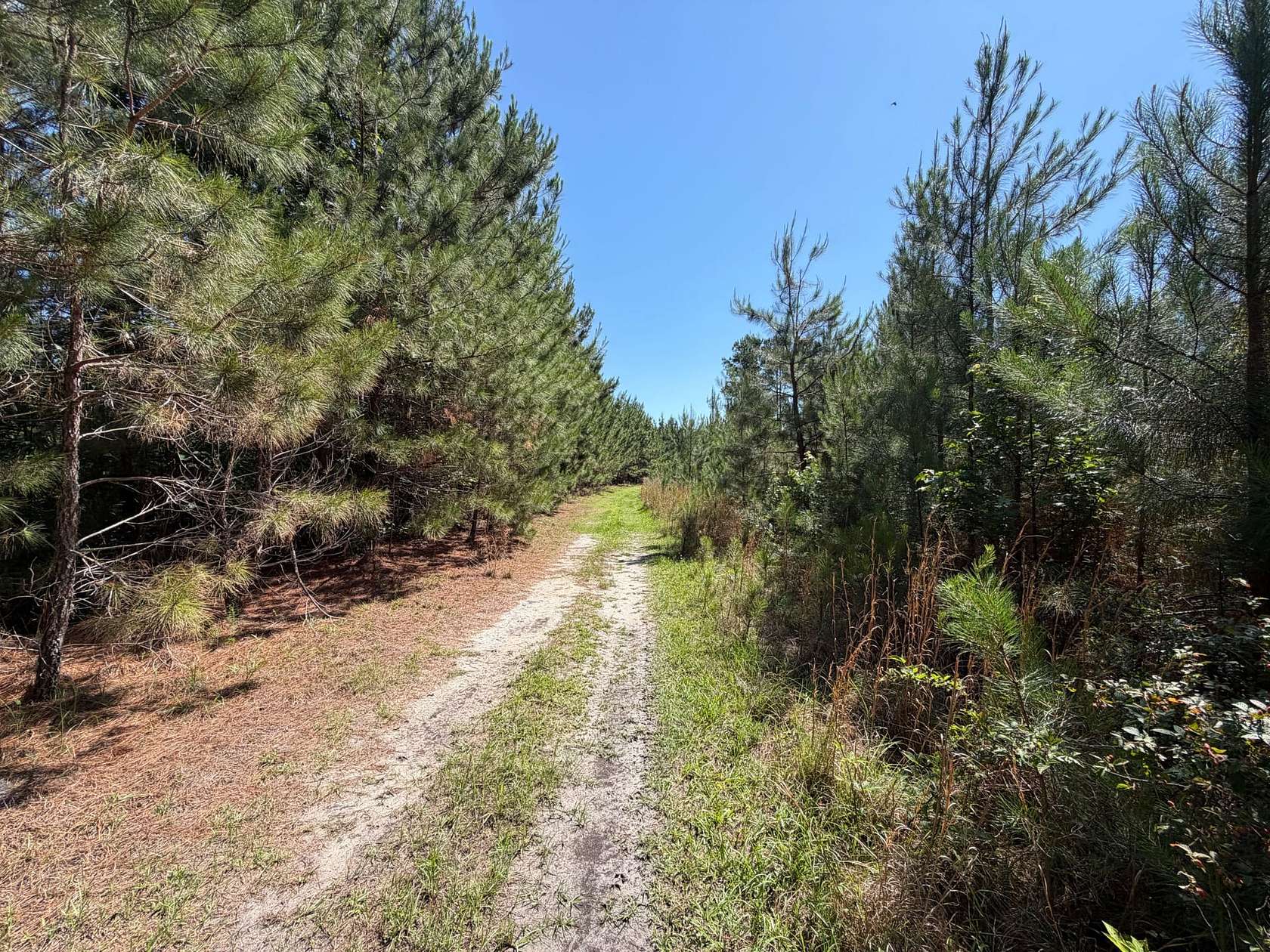 171 Acres of Land for Sale in Conway, South Carolina
