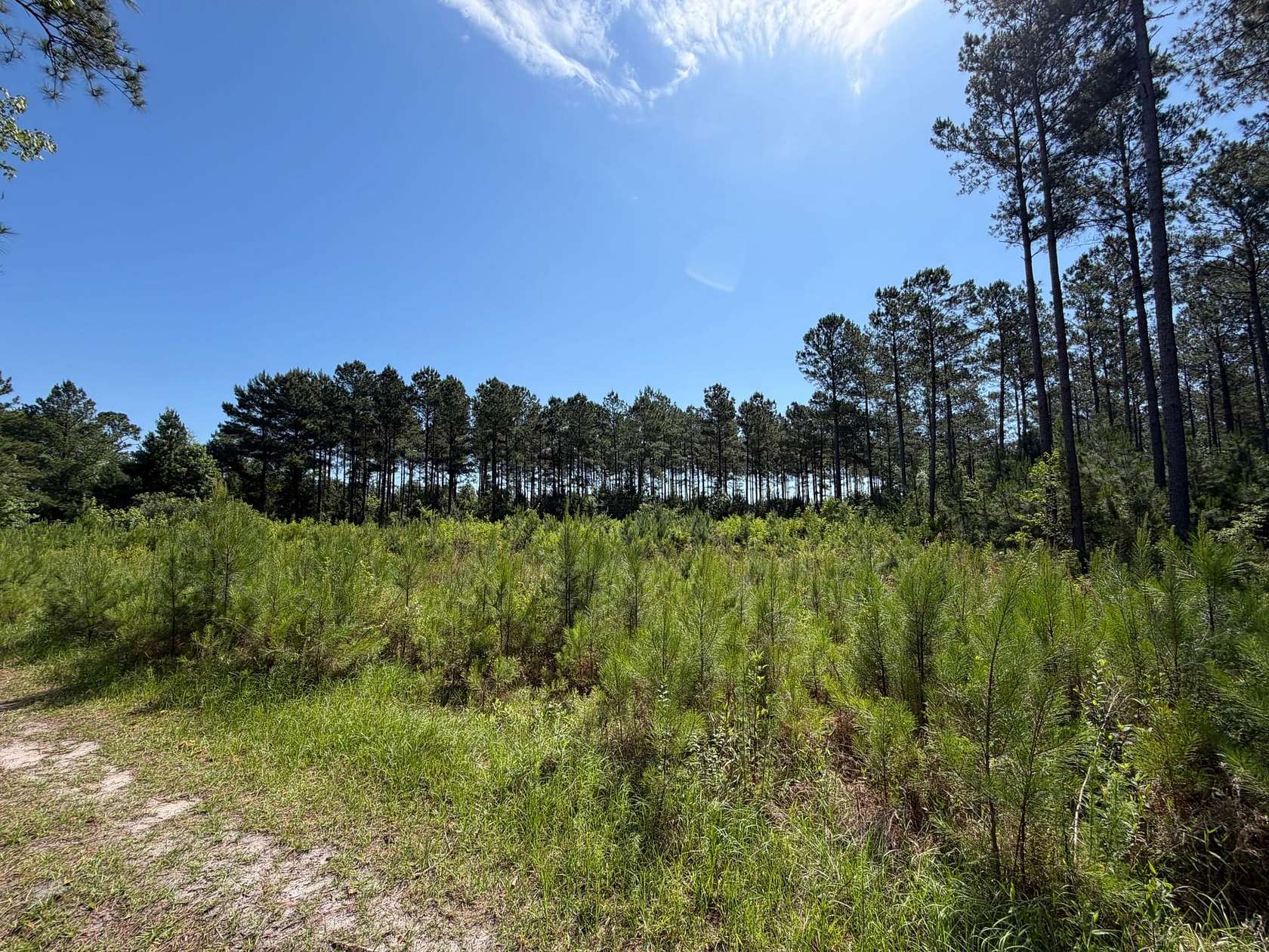 84.7 Acres of Land for Sale in Conway, South Carolina