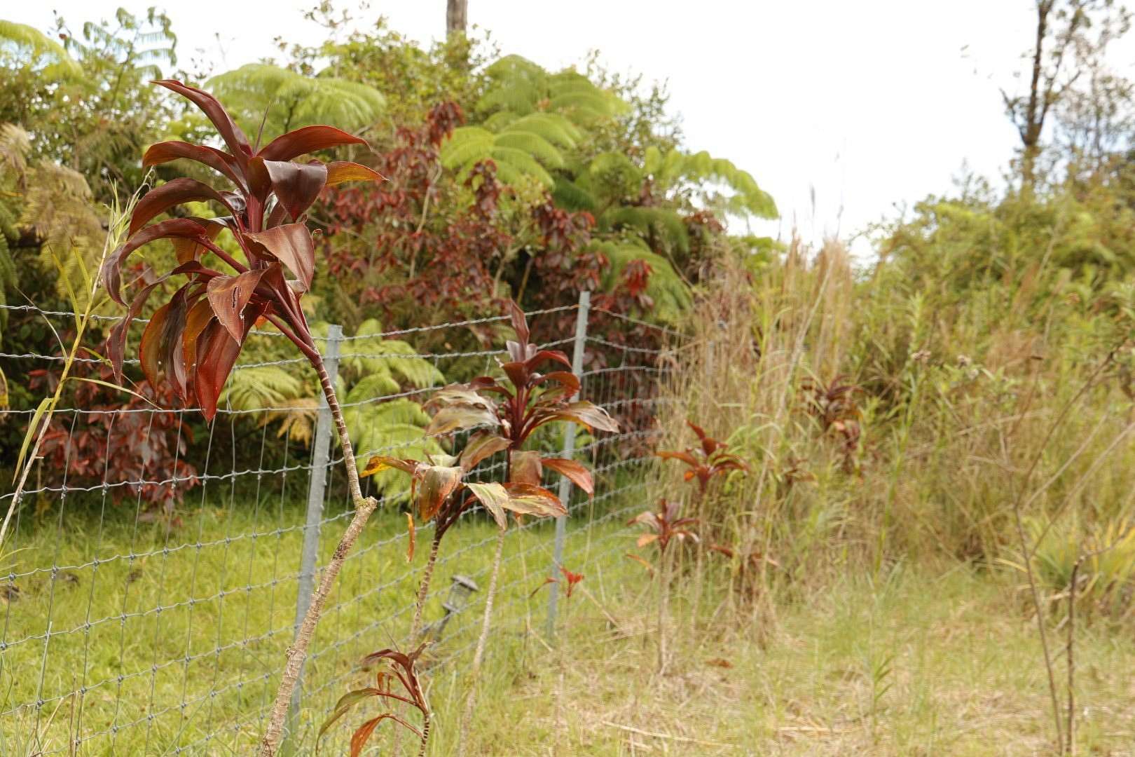 3 Acres of Residential Land for Sale in Volcano, Hawaii