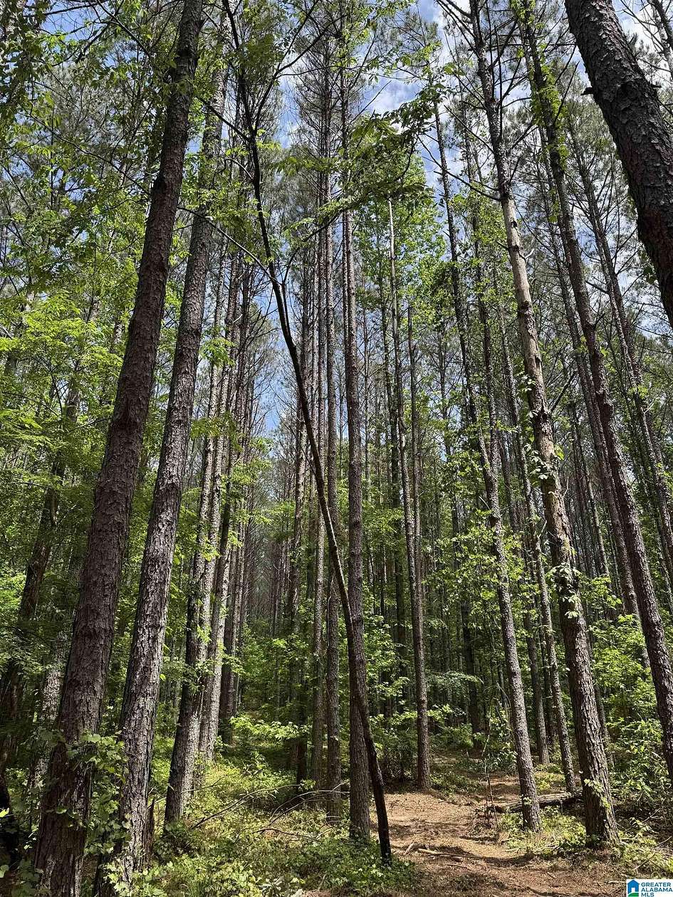 18.5 Acres of Land for Sale in West Blocton, Alabama