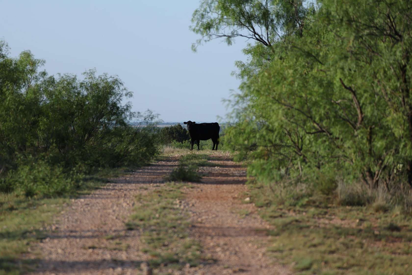 394 Acres of Land for Sale in Hamlin, Texas