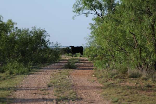 394 Acres of Land for Sale in Hamlin, Texas