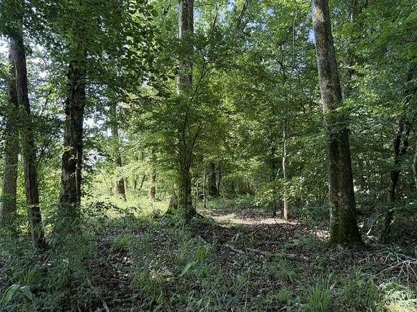 66 Acres of Recreational Land for Sale in Homer, Louisiana