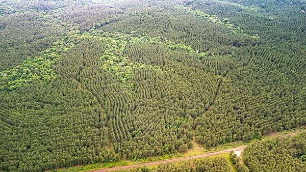 67 Acres of Recreational Land for Sale in San Augustine, Texas