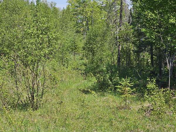 5 Acres of Recreational Land for Sale in Engadine, Michigan