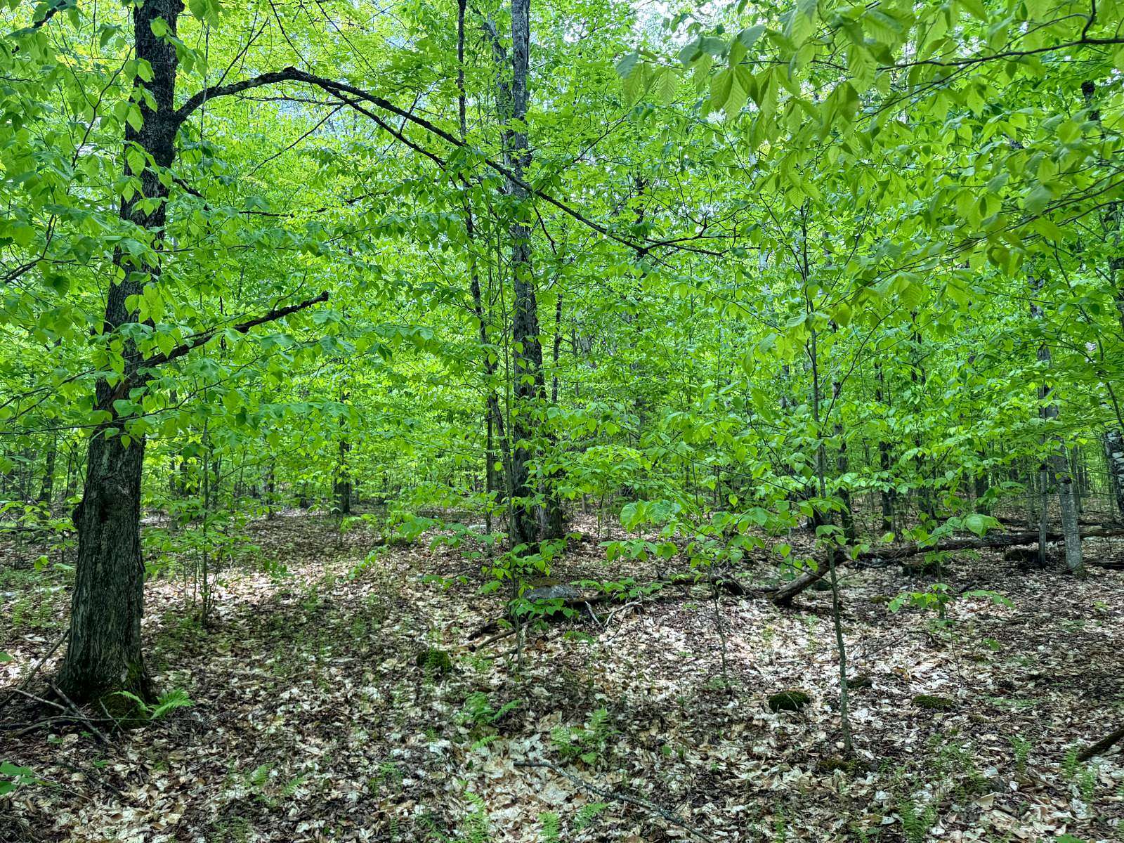 25 Acres of Recreational Land for Sale in Chester Town, New York