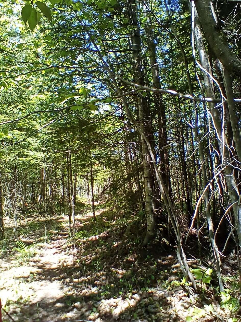 5 Acres of Land for Sale in Engadine, Michigan