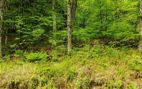 10.2 Acres of Land for Sale in Alstead, New Hampshire
