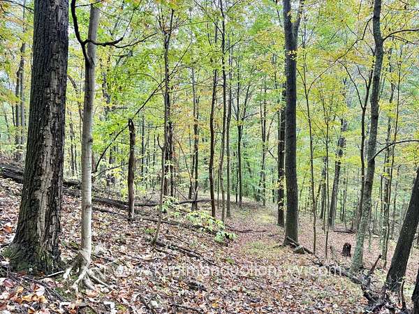 51.3 Acres of Recreational & Residential Land for Sale in Arnoldsburg, West Virginia