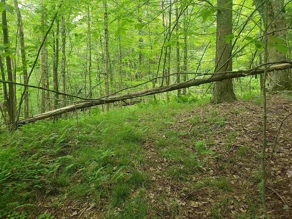 10.5 Acres of Recreational & Residential Land for Sale in Coventry, Vermont