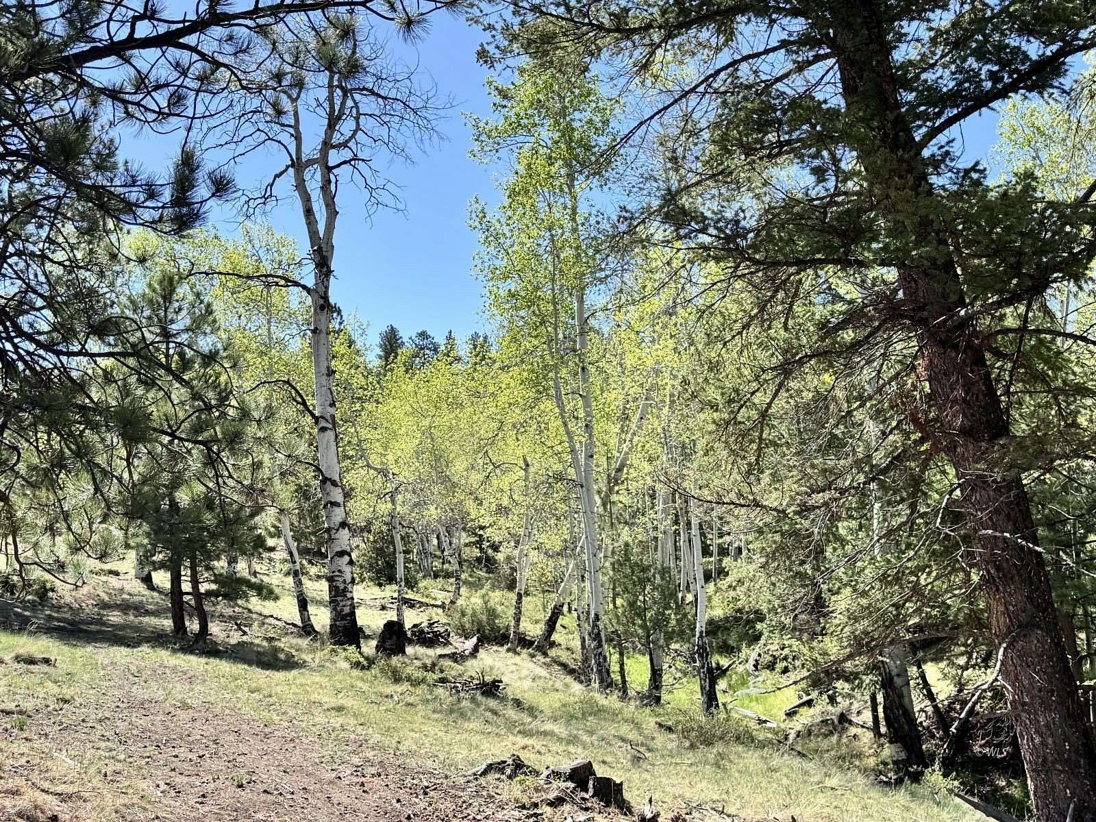 35 Acres of Agricultural Land for Sale in Westcliffe, Colorado