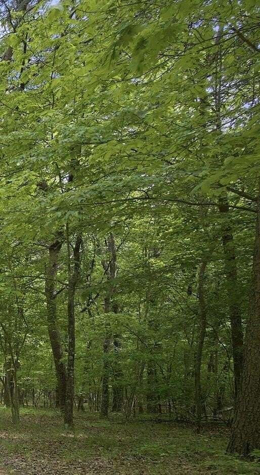 4.56 Acres of Residential Land for Sale in Menlo, Georgia