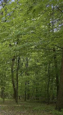 4.56 Acres of Residential Land for Sale in Menlo, Georgia