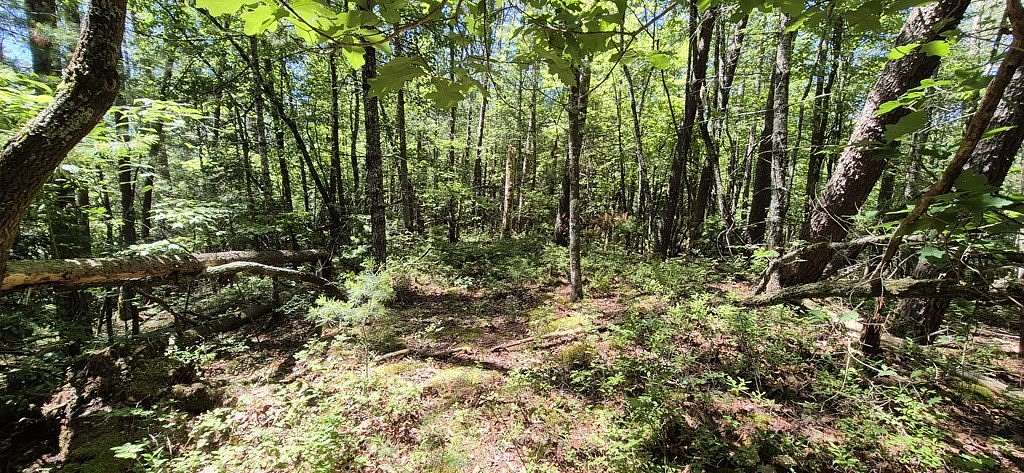 8.78 Acres of Land for Sale in Ellijay, Georgia