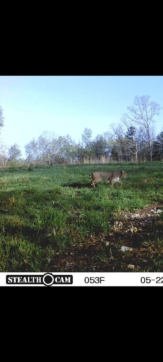 150 Acres of Land for Sale in Ellington, Missouri