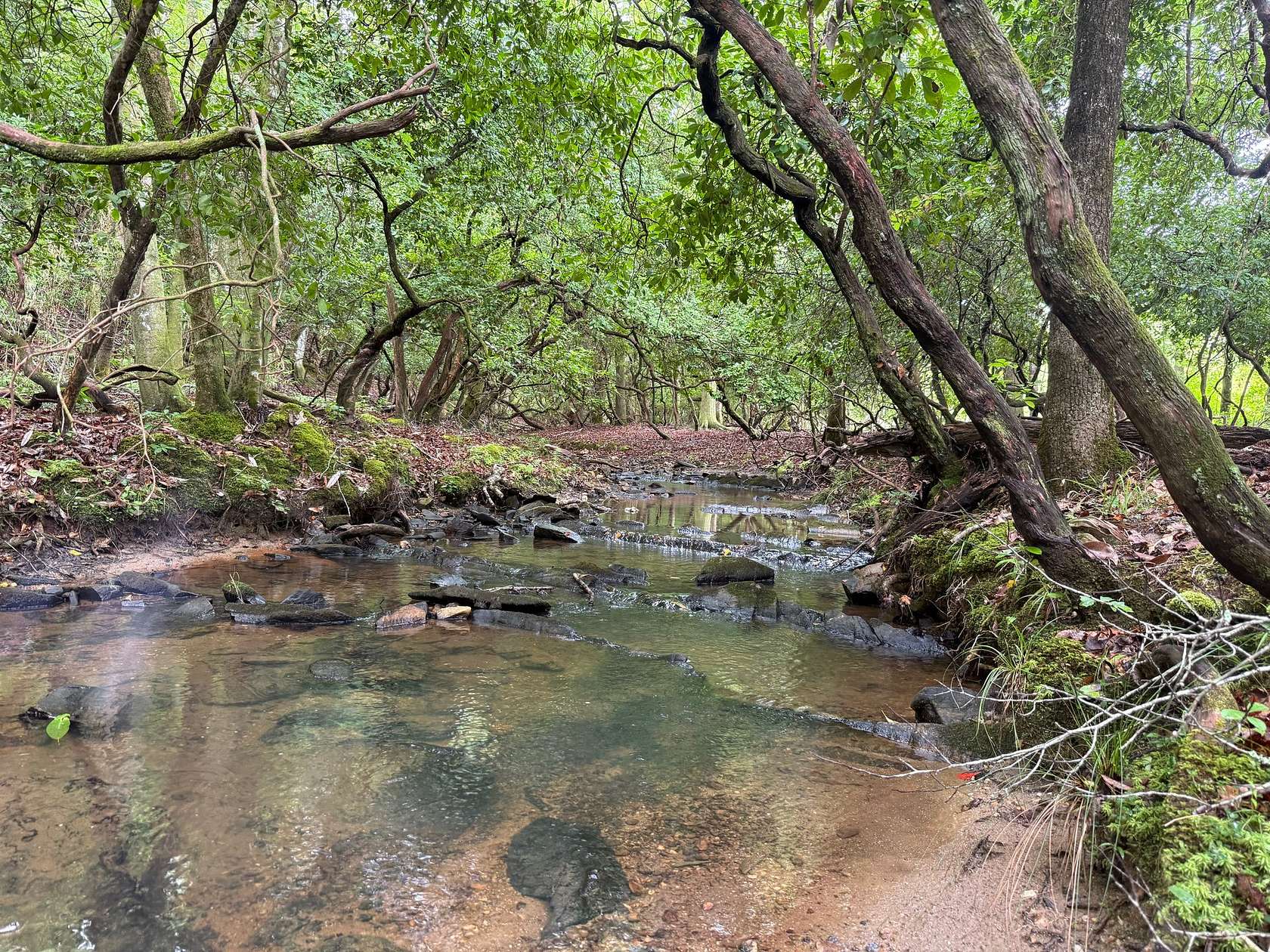 40 Acres of Land for Sale in Eclectic, Alabama
