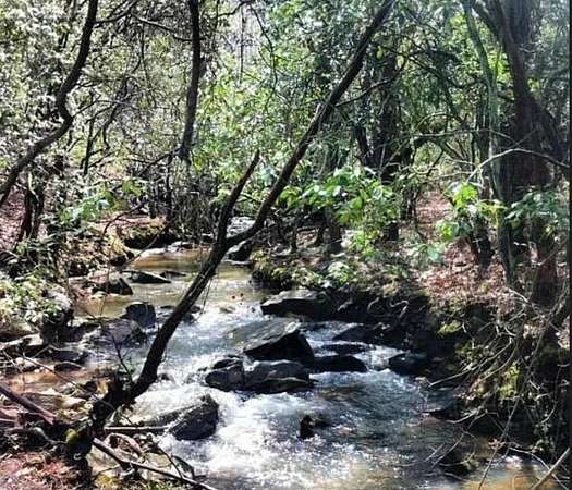 40 Acres of Land for Sale in Eclectic, Alabama