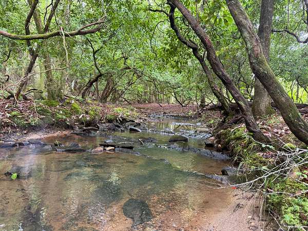40 Acres of Land for Sale in Eclectic, Alabama