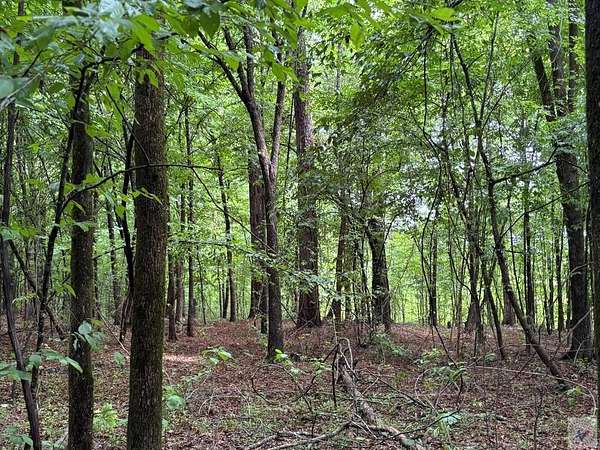 194 Acres of Recreational Land for Sale in Atlanta, Texas
