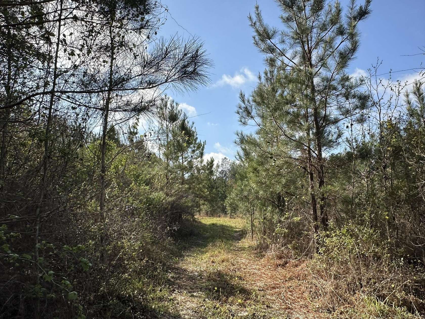 15 Acres of Recreational & Residential Land for Sale in Frisco City, Alabama