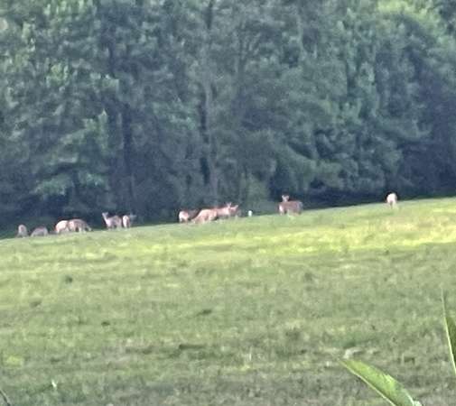 435 Acres of Land for Sale in Decaturville, Tennessee
