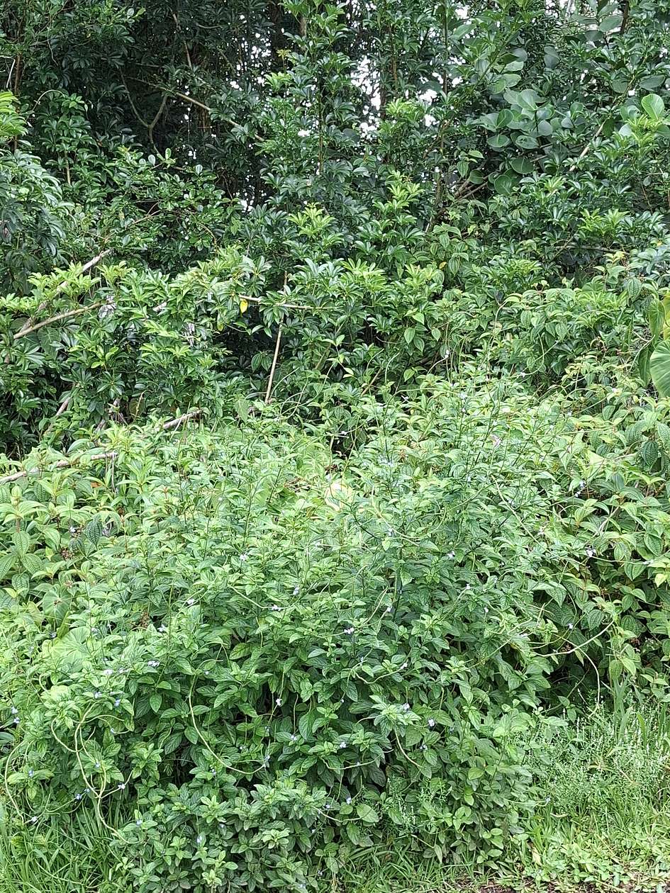 3 Acres of Residential Land for Sale in Volcano, Hawaii