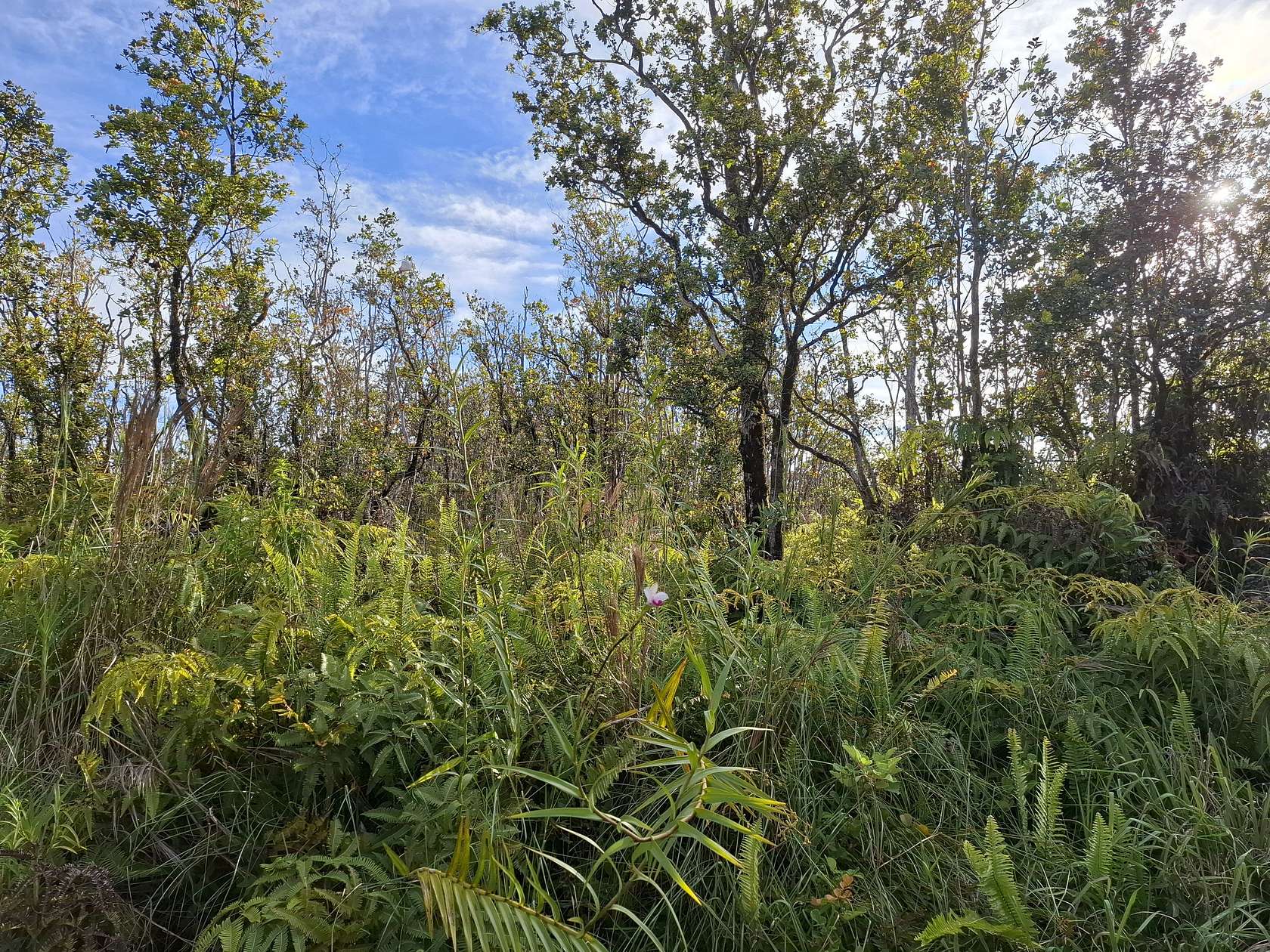 3 Acres of Residential Land for Sale in Volcano, Hawaii