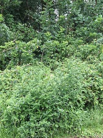 3 Acres of Residential Land for Sale in Volcano, Hawaii