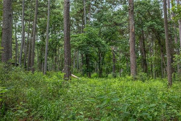 13 Acres of Land for Sale in Centerville, Texas