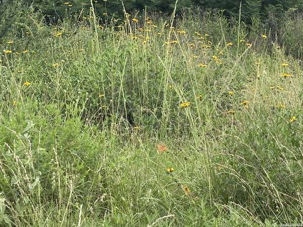 15 Acres of Recreational & Residential Land for Sale in Moore, Texas