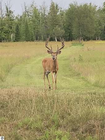 352 Acres of Recreational Land for Sale in Cedar, Michigan