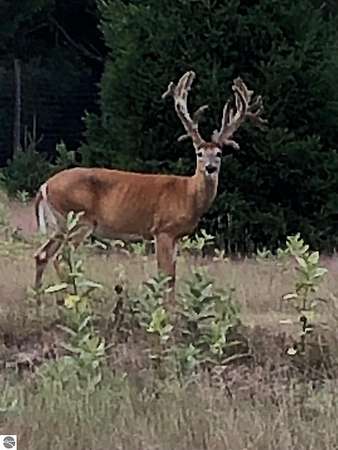 352 Acres of Recreational Land for Sale in Cedar, Michigan