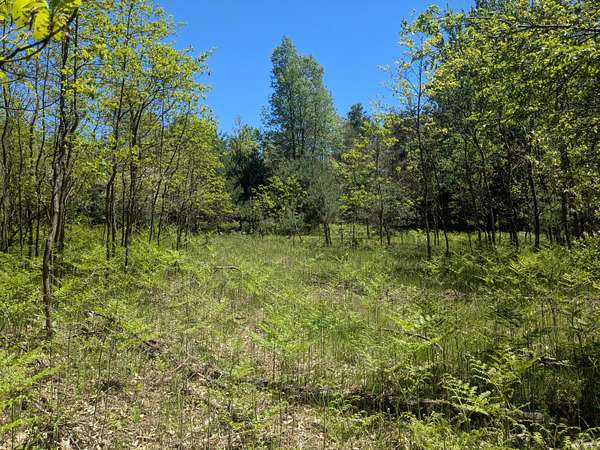 39.6 Acres of Recreational Land for Sale in Kaleva, Michigan